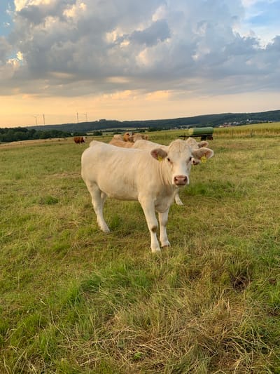A herd of light-colored cows graze in a grassy field under a dramatic, cloud-filled sky at dusk. The scene appears to be in or near Beltershain, Germany, as evidenced by a distant green agricultural trailer and rolling hills with wind turbines and a cluster of houses visible on the horizon. The foreground features a young, light-skinned cow looking directly at the camera with yellow tags on its ears. In the background, other cows are visible, as well as trees and a small town. The lighting suggests late evening or early morning.