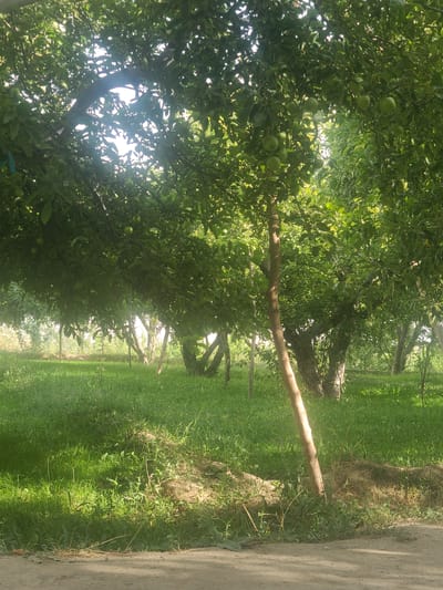 A sun-dappled orchard in Kan Mehtarzai, Pakistan, is captured in this image. Lush green grass covers the ground, dotted with small plants and a few patches of bare earth. Several trees with thick green foliage and some visible green apples are the prominent subjects. The trees are arranged in rows, suggesting a cultivated orchard. A rough, sandy path runs along the bottom of the frame, partially in shadow. The overall scene evokes a tranquil, natural setting typical of rural Pakistan. There are no people or animals visible in the image.