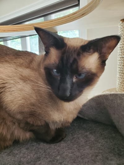 This close-up, indoor photograph captures a Siamese cat with striking blue eyes. The cat's fur is a blend of light brown and cream, with distinctive darker "points" on its ears, face, and paws, characteristic of the breed. Its head is tilted, and it appears to be looking down and slightly to the right, with one ear pointed upwards.
The cat is nestled within a dark gray, soft material, possibly a cat bed or a cozy nook. Behind the cat, glimpses of a bright, sunlit window can be seen, suggesting it's daytime. The window offers a view of greenery outside, implying a natural or garden setting beyond. To the left of the cat, there's a wooden structure with curved edges, possibly part of a piece of furniture or a cat tree. The overall lighting indicates a well-lit indoor environment. The cat's expression is calm and perhaps curious. No text is visible in the image. The setting is likely a home in Kitchener, Canada, given the provided location context.