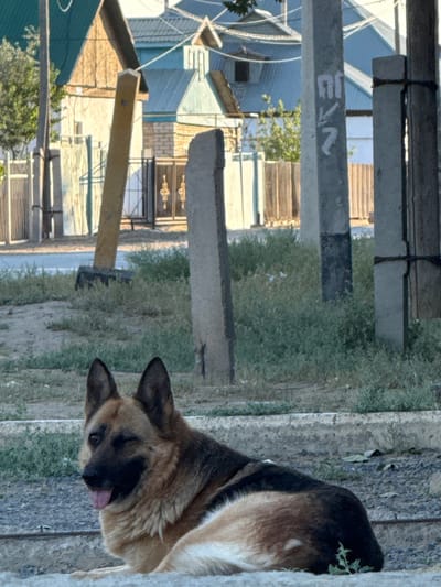 A German Shepherd dog is lying down in front of a weathered concrete structure, possibly a fence or part of a building. The dog is mostly black and tan, with its tongue sticking out slightly. The background shows a residential area with buildings that appear to be made of wood and brick, some with corrugated metal roofs. The scene is outdoors, with green grass and trees visible. In the mid-ground, there are several vertical concrete posts, and on one of them, there is white graffiti that appears to be the characters "E1/2". The overall lighting suggests it is daytime, possibly late afternoon, given the angle of the shadows. The setting appears to be a rural or semi-urban area, consistent with a location in Töretam, Kazakhstan. There are no people visible in the image. The dog seems relaxed, lying down with its head resting.