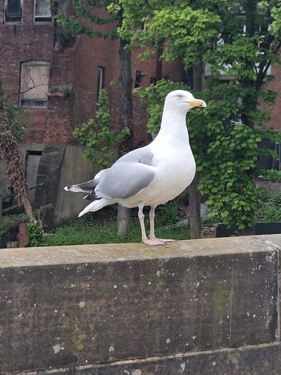 A seagull perches on a weathered stone wall or ledge. The bird is primarily white with gray wings and yellow beak, and it is captured in profile with its head turned back. In the background, there is a red brick building partially covered in greenery, along with trees and other vegetation. The textured stone wall suggests an aged structure. The image appears to have been taken in Durham, United Kingdom.