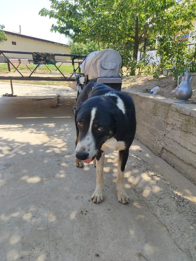 A black and white dog stands on a concrete surface in an outdoor area. The dog is looking towards the camera, with its tongue slightly out. Behind the dog, there is a stroller with a light-colored cover. Further in the background, a metal railing with clothes hanging on it is visible, along with a building and trees. To the right of the dog, there is a concrete wall, a plastic bottle, and a metal pitcher. The scene appears to be a yard or courtyard, possibly in a rural or suburban setting, consistent with the location of Sultonobod, Tajikistan.