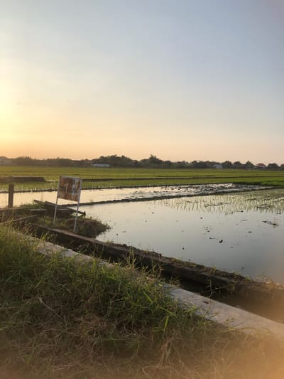The image depicts a rice paddy field in Keboguyang, Indonesia, bathed in the soft light of either sunrise or sunset. The sky is a gradient of pale yellow near the horizon, transitioning to a light blue overhead. In the distance, silhouetted trees and some buildings suggest a rural or semi-rural setting. The foreground features a concrete edge with overgrown grass and some dry vegetation. A weathered, rusted signpost with writing in Indonesian stands tilted to the left on a small mound of earth. The rice paddy itself is flooded, with rows of young green rice seedlings visible. The water reflects the sky and the surrounding greenery, creating a serene and tranquil atmosphere. Several small birds are visible in the sky in the upper left portion of the image.