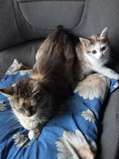 Two kittens are resting on a blue blanket with a floral pattern, which is on top of a gray couch. The kitten on the left is a tortoiseshell tabby and appears to be sleeping or resting with its eyes closed, tucked into a ball. The kitten on the right is a calico with white, brown, and ginger markings. It is sitting up and looking to the right of the frame with its eyes open. The blanket has large white daisy-like flowers with orange centers printed on it. The gray couch has a textured, herringbone pattern. The scene appears to be indoors, likely in a residential setting. The location is identified as Stavchyntsi, Ukraine.
