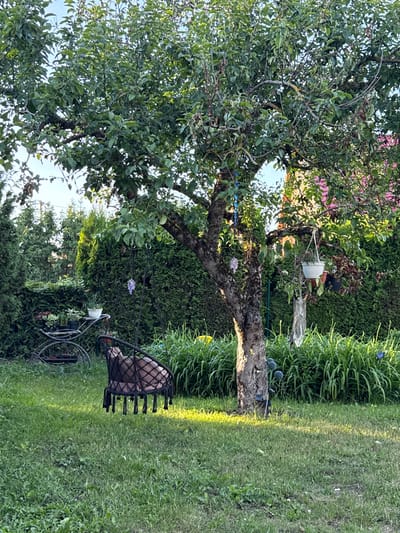 This is a sunlit photograph of a residential backyard in Užliekniai, Lithuania. A mature fruit tree, likely an apple or plum tree, is the central element, its branches laden with green fruit and a dense canopy of leaves. Hanging from the tree are several decorative items, including a purple wisteria cluster, a white hanging planter, and a clear glass ornament. A dark, woven hammock chair with tassels hangs from a branch, with a light-colored cushion visible inside.

To the left of the tree, a decorative metal stand holds potted plants, including one with dark red leaves. In the background, manicured green hedges form a backdrop, with the roof of a house, painted pink and yellow, visible through the tree's foliage on the right. The foreground is covered in green grass, with some patches of clover and scattered white petals. Sunlight casts dappled shadows across the lawn and highlights the lush greenery. The overall impression is one of a tranquil, well-maintained garden on a bright, clear day.