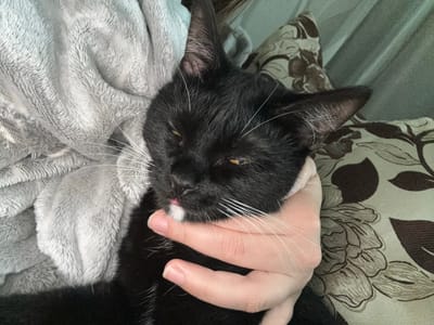 A black cat with white whiskers and a white chin patch is being held by a human hand. The cat's eyes are partially closed, and its tongue is slightly sticking out. The cat is resting against a soft, gray, textured blanket. In the background, a pillow with a brown floral pattern is visible. The image appears to be taken indoors. The location in the city of Vladimirovka, Russia is not determinable from the provided image.