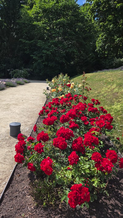 The image captures a sun-drenched garden scene, likely during daytime given the bright lighting and dappled shadows. The primary subjects are vibrant red roses, densely planted along a curved pathway made of light-colored gravel. Behind the roses, a manicured green lawn stretches into the background, bordered by lush, dark green trees that suggest a park or botanical garden setting. To the left of the lawn, a dense canopy of trees is visible, with glimpses of blue sky suggesting a clear day.

Interspersed with the red roses, there are also clusters of yellow roses, adding a contrasting splash of color. Along the edge of the gravel path, a row of lavender plants can be seen, their purple blooms adding another layer of color and texture. A dark grey cylindrical object, possibly a light fixture or part of the garden's infrastructure, is positioned on the gravel path. The overall impression is one of a beautifully maintained outdoor space, likely a popular tourist attraction or a private garden, designed for aesthetic appeal. The bright sunlight and the abundance of blooming flowers evoke a sense of warmth and tranquility. There is no visible text in the image.