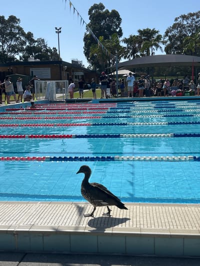 A sideways view of a swimming pool shows multiple lanes divided by red, white, and blue markers. On the pool's edge stands a brown duck with black spots. A crowd of people is standing under a large awning and on the side of the pool. In the background, green trees reach up toward the sky.