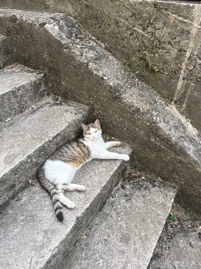 A tabby and white cat is lying on its back on rough concrete steps. The cat has green eyes and is looking up at the camera. Its white paws are extended, and its tail, which has black rings, is curled to the side. The cat's body is mostly white with brown tabby markings on its back and tail. The concrete steps are weathered and cracked, with some patches of moss or small plants growing in the crevices. The scene is outdoors, and the lighting suggests it is daytime. The overall impression is one of a relaxed and comfortable cat enjoying a sunny spot on the steps.