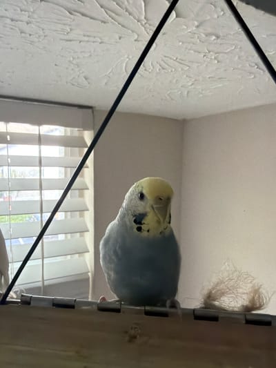 An adult budgerigar is perched on a wooden perch in a brightly lit room. The bird is predominantly light blue with a yellow head and black markings on its face and wings. It is facing forward and slightly to the left, with its beak slightly open. To the right of the bird, a small pile of light brown fluff or nesting material is visible on the perch. In the background, a window with horizontal blinds allows diffused daylight to enter the room. The ceiling above is textured and white. Two black, thin bars are diagonally positioned in the upper portion of the frame, suggesting they are part of a cage or support structure. The overall scene is captured from a slightly low angle. The location in Alpharetta, United States of America is not discernible from the visual information provided in the image.