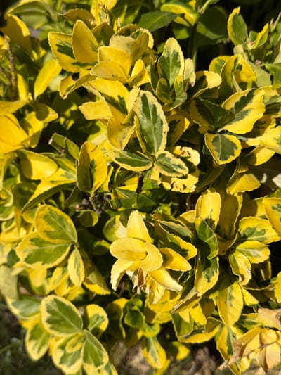 The image shows a close-up view of variegated leaves of a plant, with vibrant yellow and green coloring. The leaves are oval-shaped with slightly serrated edges. Sunlight casts shadows on the foliage, highlighting the texture of the leaves and creating a dappled effect. The background is blurred, suggesting a shallow depth of field, and appears to be composed of more foliage and possibly some dry ground. The specific location in Köprübaşı, Turkey, is not discernible from the image content. There are no people, actions, or interactions depicted.