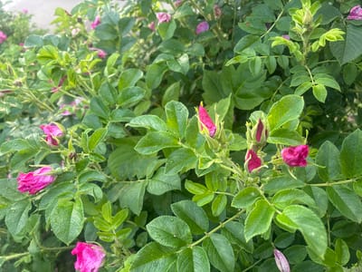 This is a close-up, high-angle shot of a rose bush in Dachnoe, Russia. The bush is dense with green leaves, some of which are wet, indicating recent rain or dew. Several pink rose buds and some partially opened flowers are visible, interspersed among the foliage. The lighting suggests it is daytime, possibly morning or late afternoon given the softness of the light. There are no people or animals in the frame. The overall impression is of a natural, overgrown garden setting within the town.