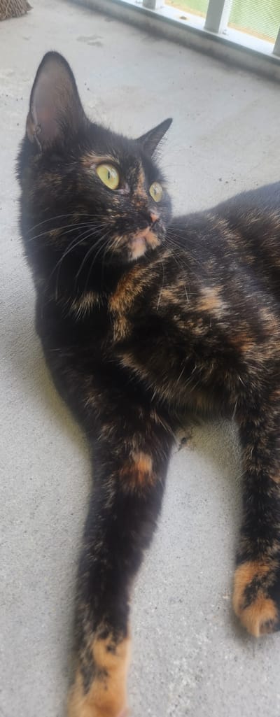 A tortoiseshell cat with green eyes lies on a gray, textured surface, possibly a patio. The cat is facing to the right, with its body extended. The fur exhibits a mottled pattern of black, orange, and cream. The cat's left front paw is visible in the lower left, and its right front paw is visible in the lower right. The background appears to be a light-colored wall with a screened enclosure. There are no people or other animals in the image. The scene is outdoors. The specific location within Fort Myers, Florida, United States of America cannot be determined from the image alone.
