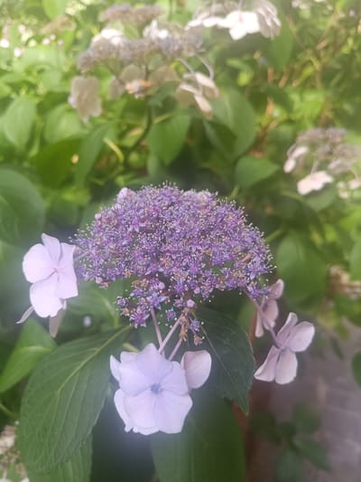 The image shows a close-up of a hydrangea flower with small, delicate purple florets clustered in the center and larger, pale pink or white sepals surrounding it. The flower is in focus, with a shallow depth of field blurring the background of green leaves and other flowers. The lighting appears to be natural and soft, suggesting an outdoor setting. The image was captured on a mobile phone, indicated by the framing and the slight lens flare in the upper right corner. There are no people or animals visible in the image. The scene depicts a natural, floral environment, likely a garden or park. There is no specific information in the image that indicates a location in Serravalle, Switzerland.