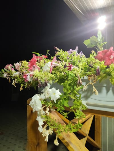 This media file depicts a planter box overflowing with petunias, some in bloom and others wilted, against a dark background at night. The planter box itself is white and rests on a wooden railing structure. Several petunia flowers are visible in various stages of life, with colors ranging from white and pink to red and purple. Some flowers are fully bloomed, while others are drooping or have dried out. Lush green foliage surrounds the flowers.
A bright overhead light illuminates the upper right portion of the frame, casting a glow on the leaves and flowers and creating lens flare. The background is predominantly black, suggesting it is nighttime, and a dark, possibly tiled, surface is visible in the lower left corner. The wooden railing is a prominent element in the foreground, showing a rustic construction.
The scene appears to be an outdoor setting, possibly a balcony or patio, in Yalangach, Uzbekistan. The overall mood is somewhat melancholic due to the presence of wilted flowers, yet also a testament to nature's resilience with the blooming ones. There is no visible text in the image.