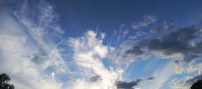 The image is a panoramic view of the sky with dynamic cloud formations. The sky is a clear, bright blue, transitioning to lighter shades towards the horizon. Wispy, cirrus clouds stretch across the upper left portion of the frame, appearing delicate and feathery as they catch the sunlight. In the center, more prominent, wispy clouds are illuminated, creating a dramatic, almost artistic display against the blue.
To the right, there are darker, more textured clouds, suggesting some depth and possibly the presence of cumulus clouds. These clouds are also catching the light, with some edges appearing bright white and others a deep gray. The contrast between the bright blue sky and the varied cloud types creates a sense of movement and vastness.
At the bottom left, a silhouette of dark green foliage, likely tree branches, is visible, providing a grounding element to the expansive sky. Similarly, at the bottom right, more dark green foliage is visible. The lighting suggests it is either early morning or late afternoon, with the sun low in the sky, casting a warm glow and creating the strong contrasts in the clouds. The overall mood is one of natural beauty and the grandeur of the sky. There is no visible text in the image. The location context suggests this scene is from Merchalovo SNT, Russia.