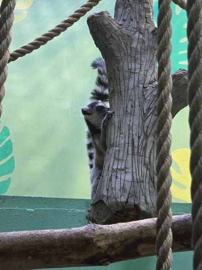A Ring-tailed Lemur is upside down under a grey sculpted tree branch. The lemur has black and white stripes and a black eye. Above the branch, a thick brown rope extends horizontally across the image. The background is a light green wall with a faint yellow leaf pattern. A brown wooden beam is vertical to the right of the sculpted branch. The scene is likely an enclosure or exhibit, suggesting a zoo or wildlife park. No specific information confirms the location in Uspenskii, Russia.