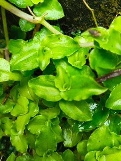 Lush, vibrant green leaves densely pack the frame, glistening with moisture. The foliage appears fresh, with rounded, slightly succulent leaves exhibiting subtle textural variations. A few brown stems snake through the greenery, adding a touch of contrast. The overall impression is one of thriving plant life, possibly a groundcover or low-growing vine.
