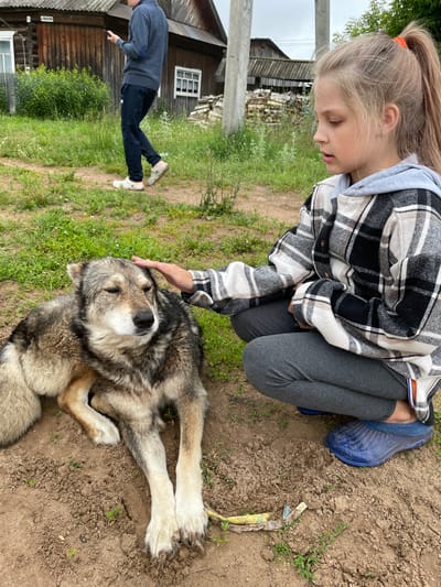In the village of Baldeyka, Russia, a young girl with blond hair tied in a ponytail is kneeling in the dirt, petting a large, gray and tan dog. The dog is lying down on the ground, with its eyes partially closed. The girl is wearing a grey hoodie under a black, white, and tan plaid jacket, grey leggings, and blue rubber clogs. In the background, a wooden house with a corrugated metal roof stands. A man in a dark blue sweater and dark pants is walking away from the camera, looking at his phone, with a white fence and green bushes near the house. The ground is dirt with scattered patches of dry grass and small green shoots. The sky is overcast.