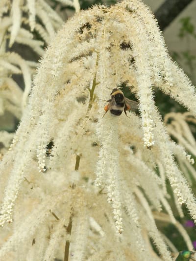 A close-up, vertical shot captures a bee actively pollinating a cluster of delicate, white, feathery flowers. The bee, with its distinct black and yellow stripes, is positioned on the upper right portion of a flower plume, its legs and proboscis engaged with the bloom. Pollen baskets on its hind legs are clearly visible and appear to be full of yellow pollen. The flowers themselves are elongated, pendulous clusters of tiny florets, creating a soft, textural backdrop.
The background is softly blurred, suggesting a natural outdoor setting. Hints of greenery are visible, and in the lower right corner, a metallic green beetle is also present, though less prominent than the bee. The lighting appears to be natural daylight, possibly mid-morning or afternoon, with a soft, diffused quality. There are no visible people or text within the frame. The scene evokes a sense of natural activity and the vital process of pollination. The location context suggests this is likely a rural or garden setting in Belarus.