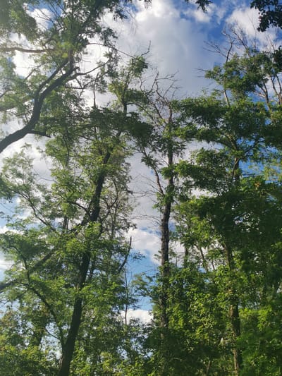 The image is a low-angle shot looking up through the canopy of trees towards a bright blue sky with scattered white clouds. The trees have lush green foliage with some branches appearing bare or dead. The scene appears to be an outdoor, natural environment, possibly a park or wooded area. There is no indication of the specific location within the city of Vilne, Ukraine, as the image lacks any identifiable landmarks, signage, or architectural elements. The image does not contain any people, actions, or interactions.