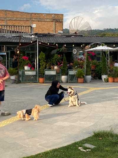 In Pasar Pangururan, Indonesia, a woman wearing a black hijab and dark blue jeans squats on a paved walkway, holding the leash of a sitting husky. The husky, predominantly white with gray markings, sits attentively with its tongue slightly out. To the left, a small, fluffy light brown dog, wearing a black vest, walks away from the camera, also on the walkway. The background reveals an outdoor seating area of a building with exposed brick and a dark roof. String lights are visible above the building's facade, and potted plants, including bright pink flowers and tall green shrubs, are strategically placed around the establishment. A white satellite dish is mounted on the roof. The sky is partly cloudy with a pale blue hue.