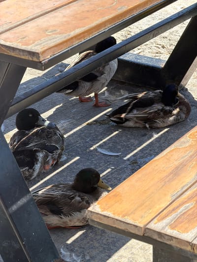 Four ducks are resting on a concrete surface beneath a wooden picnic table in Gżira, Malta. The ducks are a mix of brown and white, with some having black heads. They appear to be preening or sleeping, with their heads tucked into their bodies. The picnic table is made of weathered wood and has black metal legs. The ground is cracked concrete with some patches of sand. There are a few white feathers scattered on the ground. The scene is illuminated by sunlight, casting distinct shadows from the table legs.