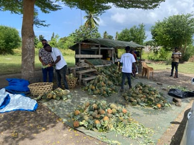 The image depicts a roadside scene in Bagamoyo, Tanzania, at the coordinates -6.472 latitude and 38.911 longitude. Three men stand on a dirt road, engaged in a transaction with a vendor selling pineapples. Two men, one wearing a blue shirt and the other wearing a white shirt, stand in front of the vendor. The third man, wearing a blue shirt, appears to be observing the interaction. Scattered on the ground in front of the men are pineapples, piled in heaps and organized in baskets. The pineapples are nestled within a bed of green foliage. The vendor is located under a thatched roof structure, which appears to be a makeshift market stall. A tree, with leaves partially obscured by the roof, provides shade over the stall. A blue tarp and a wicker basket are visible to the left of the men. In the background, a small house and additional foliage can be seen.