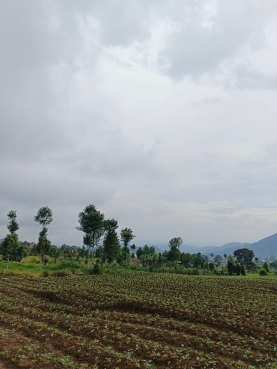 This image presents an agricultural scene located in the vicinity of São Félix do Xingu, Brazil. The foreground is dominated by a cultivated field of dark brown soil, densely populated with small green seedlings arranged in discernable rows, suggesting recent planting. A line of varied deciduous trees forms the midground, separating the field from the distant landscape. Beyond these trees, additional green vegetation is visible, possibly indicative of further cultivation or natural growth. The background consists of multiple layers of undulating hills or mountains, partially obscured by atmospheric haze. The sky is completely overcast with a uniform layer of grey cloud cover. No individuals, overt human activity, or distinct man-made structures are present within the frame.