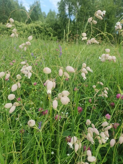 This is a close-up, eye-level shot of a meadow with numerous flowering plants, primarily light pink and white bell-shaped flowers, interspersed with tall green grasses. In the background, a dense line of trees creates a natural border against a partly cloudy sky. The image focuses on the delicate details of the flora, with some flowers appearing as closed buds while others are fully open, revealing small white petals. The scene suggests a natural, undeveloped environment, possibly a field or parkland within or on the outskirts of the city of Mukhametovo, Russia. There are no people or animals visible in the frame. The overall impression is one of a serene, natural landscape.