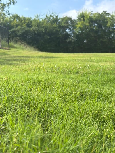 The image depicts a close-up view of a vibrant green lawn under a bright, partly cloudy blue sky. The grass is lush and appears well-maintained, with some blades catching the sunlight, creating a sparkling effect. In the background, a dense line of trees forms a natural border, with their foliage a deep green. A dark structure, possibly a fence or part of a building, is partially visible on the far left, blending with the shadows of some distant foliage. The scene is peaceful and natural, evoking a sense of an open outdoor space. It is not possible to determine the specific location within the city of Chattanooga, United States of America from this image alone.