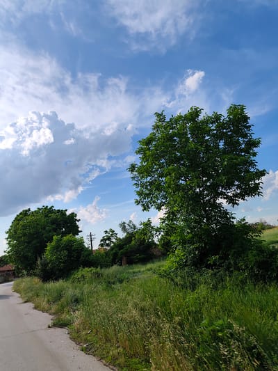 The image depicts a rural scene in Strahilovo, Bulgaria, on a sunny day with scattered clouds. A paved road runs along the left side of the frame, bordered by tall, lush green grass and various trees. The most prominent feature is a large, mature tree with dense foliage situated on the right side of the road, dominating the mid-ground. Behind it, more trees and vegetation are visible, as well as a portion of a rustic building with a red-tiled roof. A utility pole with wires is also present amongst the trees. The sky above is a vibrant blue with dynamic white clouds, some of which are quite large and puffy, suggesting fair weather conditions. The overall impression is one of a peaceful, natural setting on the outskirts of a Bulgarian village.