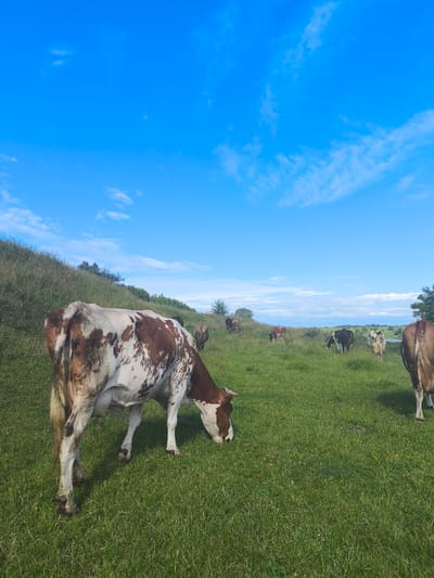 In Anastasivka, Ukraine, a herd of cows grazes in a lush green pasture under a bright blue sky with wispy clouds. The foreground features a cow with distinctive brown and white markings, seen from behind as it lowers its head to feed. In the background, other cows are scattered across the field, some grazing, others standing. The landscape is characterized by rolling hills covered in grass and scattered trees. The overall scene depicts a serene rural setting.