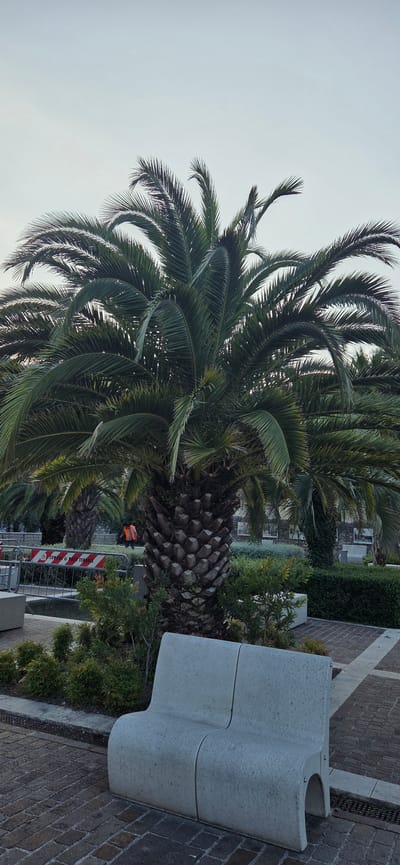 The image shows a street scene in Torbole, Italy. In the foreground, a light gray concrete bench is placed on a paved walkway made of reddish-brown bricks. Behind the bench, there is a lush green garden with a large palm tree dominating the center of the frame. The palm tree has a thick, textured trunk and a canopy of abundant green fronds. To the left of the palm tree, a construction barrier with red and white markings is visible, along with a person wearing an orange safety vest. In the background, more palm trees and greenery are present, and a building with windows can be seen. The sky is overcast and light gray.