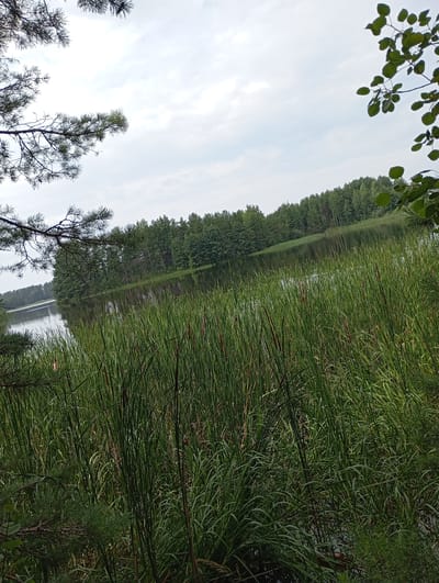 The image depicts a natural landscape with a body of water and dense vegetation. In the foreground, tall green reeds and cattails line the edge of a lake or pond. Pine branches extend into the frame from the upper left and middle left. The water surface reflects the overcast sky and the treeline across the water. In the background, a dense forest of green trees forms a natural boundary. The sky is cloudy and pale. The scene is likely located in a rural or wilderness area, possibly on the outskirts of Vekoshinka, Russia, given the provided context. No people are visible in the image.