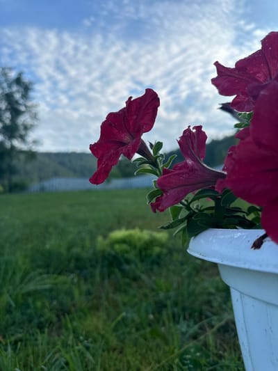 The image depicts a close-up view of several deep pink petunias in a white planter pot. The flowers are in the foreground, with their delicate petals, some speckled with water droplets, reaching towards a sky filled with scattered, textured clouds. In the background, a green lawn stretches out, bordered by a white picket fence. Beyond the fence, a tree line and rolling hills are visible under the soft light of what appears to be early morning or late afternoon. The overall setting suggests a garden or a yard in a rural or suburban environment. The location is identified as Kebezen, Russia.
