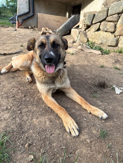 A German Shepherd dog lies on the dirt ground in front of a stone and concrete structure. The dog is tan with black markings on its face and ears. Its tongue is hanging out of its mouth. In the background, there are pipes, logs, and a tire. The scene appears to be in a rural or semi-rural setting, possibly a yard or an outdoor area of a building.
