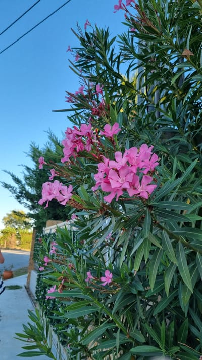 The image shows a close-up of a flowering plant, likely oleander, with vibrant pink blossoms. The plant is abundant with long, green, lance-shaped leaves, creating a dense foliage. The flowers are clustered together, with some in full bloom and others in bud. The background reveals a clear blue sky with power lines overhead. To the left of the flowering plant, a residential-style wall is visible, partially covered by greenery, suggesting an outdoor setting in a residential area. A pathway or sidewalk runs alongside the wall. In the far left of the image, a person's legs and lower torso are visible, wearing striped pants, and they are standing on the pathway. The overall scene appears to be a sunny day in a garden or along a street in Limani Litochorou, Greece.