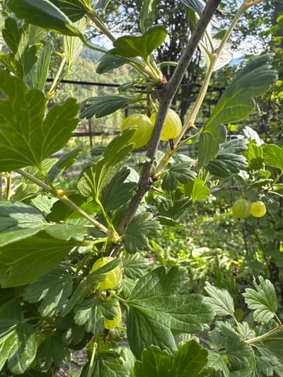 The image shows a close-up view of a gooseberry bush in Koklaisai, Kazakhstan. The gooseberries are light green and round, clustered on a thorny branch. They are surrounded by large, serrated green leaves. The sunlight filters through the leaves and branches, creating dappled light and shadows. The background is blurred, suggesting an outdoor setting with trees and foliage. The overall impression is one of natural abundance and the bounty of summer. There is no visible text in the image. The time of day appears to be daytime, with bright sunlight indicating fair weather. The location context suggests a rural or garden setting. The image evokes a feeling of freshness and natural beauty.