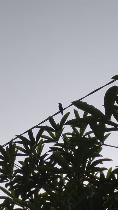 A silhouetted bird is perched on a black wire that bisects the frame diagonally from the lower right to the upper left. The bird, small and dark, faces to the left. Below the wire, dark green foliage of a tree fills the lower half of the image. The background is a pale, overcast sky, indicating it is daytime, likely morning or late afternoon, in Trosobo, Indonesia. The scene suggests a quiet moment in a natural or semi-urban environment.