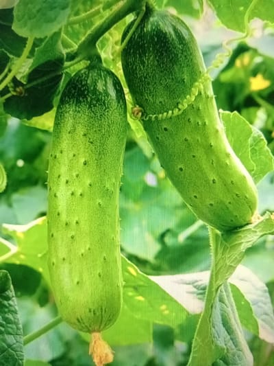 This media file features a close-up, upward-facing view of two immature cucumbers growing on a vine. The cucumbers are a vibrant green and are covered in small, prickly bumps. One cucumber is positioned above and to the left of the other. The upper cucumber has a distinctive twisted tendril wrapped around its stem. The lower cucumber is slightly more in focus and displays a lighter green hue at its blossom end, where a small, dried yellow flower is still attached. The surrounding foliage is lush and green, with some yellow flowers visible in the background, suggesting a sunny day in a garden or agricultural setting. The lighting is bright, indicating it could be daytime. There is no visible text in the image. The context provided places this scene in Qorowul, Uzbekistan.