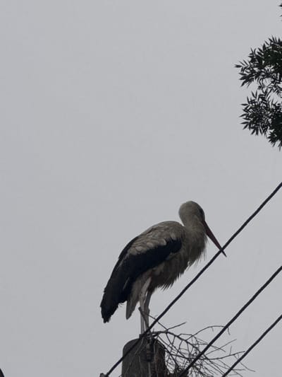 A white stork is perched on a utility wire against a pale, overcast sky. The bird is facing to the left, with its head tucked down towards its back, suggesting it is resting or preening. Its plumage is predominantly white, with black markings on its wings and tail feathers. The stork's long, reddish beak is visible.
Above and to the left of the stork, the dark, silhouette of tree branches with leaves is visible, suggesting the presence of a tree nearby. The utility wires are prominent in the image, with one wire running diagonally across the frame, passing above the stork. To the right of the stork, part of a large nest, constructed from twigs and branches, is visible, attached to a utility pole.
The overall impression is of a quiet, possibly cool day, given the overcast sky. The scene is natural, with the stork interacting with the man-made environment of utility wires and a nest, a common sight for storks in certain regions. The image appears to be taken from a low angle, looking upwards at the bird. There is no visible text in the image. The location context is Miriantsi, Bulgaria.