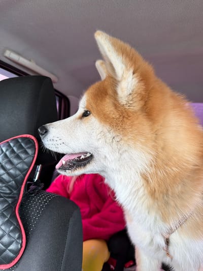 An overhead shot captures the head and upper body of a fawn and white Akita dog inside what appears to be a car interior. The dog, predominantly light brown and white fur, is positioned upside down relative to the frame, with its head tilted downwards and slightly to the left. Its mouth is slightly open, revealing its teeth and a pink tongue. One dark eye is visible, looking towards the bottom right of the frame, conveying a curious or engaged expression.
The background consists of various elements suggesting a vehicle's interior. On the left and top, a light gray textured surface, likely the car's ceiling or side panel, is visible. A white grab handle is partially seen on the left side. Below the dog's head, a black car seat or headrest provides a surface for the dog to lean on. A black quilted accessory with red trim is positioned in the bottom right corner, possibly a seat cover or a personal item. Behind the dog's head, a vibrant pink blanket or cloth is crumpled, and a black hat with white polka dots pattern is visible. A yellow object is also partially seen in the background. The lighting suggests daytime, possibly natural light filtering into the car. No text is visible in the image. The scene conveys a moment of the dog interacting with its surroundings inside a car.