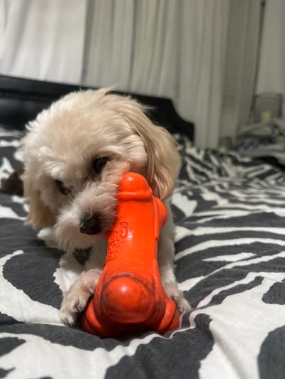 A small, light-colored dog with cream-colored fur is depicted in an indoor setting, specifically a bedroom, in Oakland Park, United States of America. The dog is positioned on a bed covered by a black and white zebra-striped duvet or blanket. It holds an orange, fire-hydrant-shaped chew toy between its front paws and mouth, indicating active engagement with the object. The toy appears to be made of a durable material and shows minor scuffs consistent with use. In the background, a dark headboard is partially visible, and to the right, light-colored curtains suggest the presence of a window. The scene is illuminated by interior lighting. No human individuals are present in the frame.