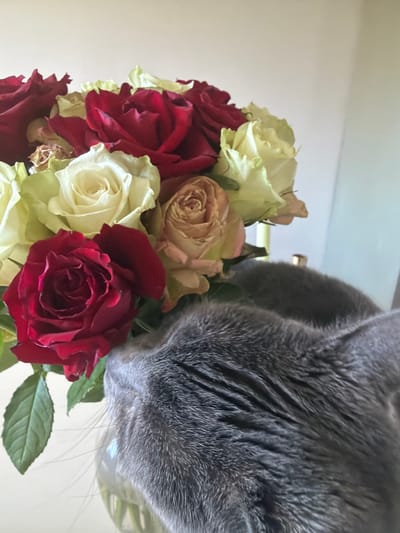 An overhead, close-up photograph captures a grey cat interacting with a vibrant bouquet of roses in an indoor setting. The cat, with soft, dense grey fur and visible whiskers, is positioned in the upper right of the frame, lowering its head towards the flowers, seemingly sniffing or observing them intently.
The bouquet, which fills the lower and left portions of the image, features a mix of fresh roses. Deep red roses are prominent, interspersed with white or very light cream-colored roses and some older, slightly faded pinkish or peach blooms. Green leaves are visible between the flower heads, adding a touch of natural contrast and freshness to the arrangement.
The lighting is bright and soft, suggesting natural daylight within the room. The background is a plain, light-colored surface, possibly a wall or ceiling, providing a clean and uncluttered backdrop that emphasizes the subjects. The unique top-down perspective offers an intimate view of the cat's curiosity. No text is visible in the image. This scene takes place in Lørenskog, Norway.