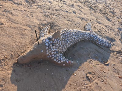 An artistic sand sculpture of a sea creature, possibly a starfish or an octopus, is positioned on a sandy beach. The creature is adorned with numerous small seashells, creating a textured and decorative surface. A dark, thin stick protrudes from the sand near the creature's head. The surrounding environment is a beach with sand, showing footprints and ripples from the tide or wind. The lighting suggests it is either early morning or late afternoon, casting shadows. The specific location in Rimini, Italy, is not discernible from the image itself.