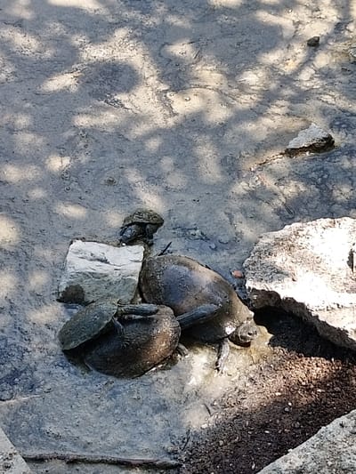 The image depicts a shallow, muddy body of water with several turtles. In the foreground, a large turtle is partially submerged, with its head and limbs visible. To the left of this turtle, a smaller turtle rests on a light-colored rock. Another turtle is positioned on top of the rock, its shell partly obscured. Further to the left, a dark, irregularly shaped object, possibly another turtle or a rock, is visible. The water's surface is murky and appears to have small ripples. Shadows from overhead foliage create a dappled pattern on the ground and water. The background shows more of the muddy terrain and scattered debris, including larger rocks and dark soil. The scene appears to be an outdoor natural or semi-natural environment. The location is identified as General Todorov, Bulgaria.