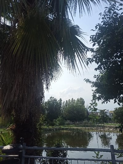 This image depicts a daytime outdoor scene at the Villa Comunale "Falcone e Borsellino" in San Marzano sul Sarno, Italy. A dark metal railing extends horizontally across the lower third of the frame, featuring a spherical top element on the left. To the left, a large palm tree with a textured dark trunk and prominent fan-shaped fronds dominates, casting a shadow and partially obscuring the upper left sky. Adjacent to the railing and behind the palm tree, a calm body of water, identified as a pond, reflects the bright blue sky and surrounding vegetation. A low wooden fence or barrier structure is visible along the far edge of the pond. The midground and background consist of dense green deciduous trees forming a treeline. On the far right, through the trees, a section of light-colored buildings with dark roofs is partially visible. The sky is clear blue with scattered white cumulus clouds. No human subjects are present. A small, dark, indistinct object, possibly an animal, rests on the ground at the immediate base of the palm tree on the left.