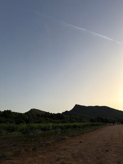The image shows a rural landscape near Artà, Spain, at dusk. The sky is a gradient of pale blue at the top, transitioning to a warm yellow-orange glow near the horizon. A thin, wispy contrail stretches across the upper part of the sky. Below the sky, a range of dark, undulating hills forms the backdrop. These hills are covered in dense, dark green vegetation, with a prominent peak silhouetted against the sky on the left side.

In the middle ground, a row of small, leafy trees, likely an orchard or olive grove, extends horizontally across the frame. The trees are evenly spaced and have dark trunks and branches. The ground beneath and around the trees is covered in dry, brown grass and scattered small white flowers.

The foreground is dominated by a field of dry, golden-brown grass, appearing to be harvested or naturally dried. The texture of the grass is rough and uneven. To the far right of the foreground, some large, round bales of hay or straw are visible. The overall impression is one of a peaceful, natural setting at the end of the day. There are no people visible in the image.