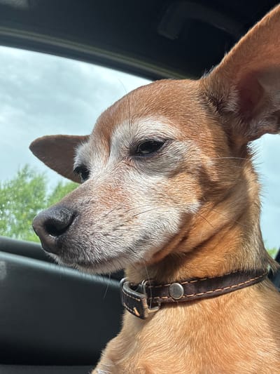 The media file features a close-up, low-angle shot of a dog's head. The dog appears to be looking down and out of a car window, with the sky and some greenery visible in the background. The dog has brown fur with some lighter coloring around its muzzle and eyes, suggesting it may be an older dog. It is wearing a dark brown leather collar with metal hardware.

The lighting suggests it is daytime, and the cloudy sky indicates overcast weather. The setting appears to be inside a vehicle, as suggested by the dark interior framing the dog and the visible window. The dog's expression is neutral, and its focus is directed outward. No text is visible in the image. The provided location context of Kharlanovo, Russia, does not offer specific visual cues within the image itself, but it helps contextualize the scene.